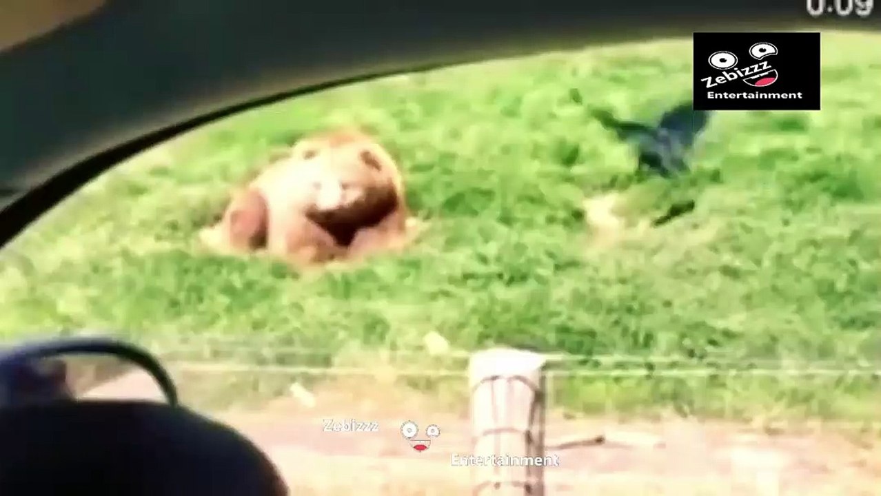 lazy bear said hi