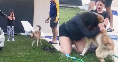 Perdu pendant 2 mois, ce chien a fait fondre en larmes sa famille en rentrant à la maison