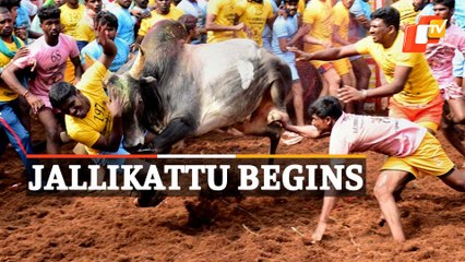 Watch: Jallikattu Event Kick Offs In Tamil Nadu’s Madhurai