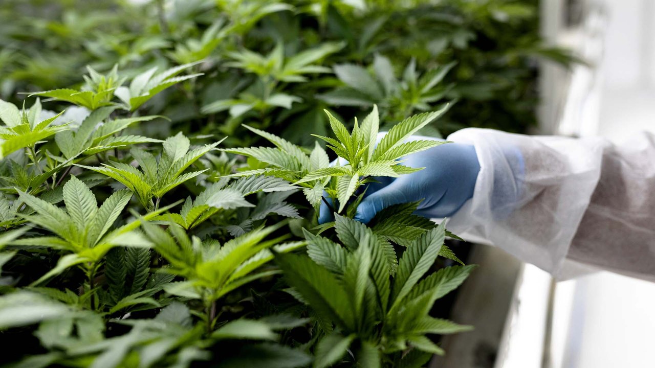Neue Studie: Cannabis soll vor Corona-Infektion schützen