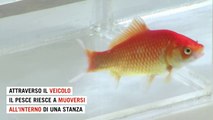 Date a un pesce rosso quattro ruote e vi dimostrerà che è in grado di guidare