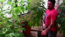 Costa Rica legaliza la marihuana terapéutica tras tres años de trabas y dilataciones