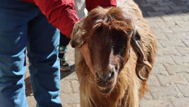 Sahibi dağda otlatırken fark etti! Kilis'te kulağında boynuz çıkan keçi görenlerin ilgisini çekiyor