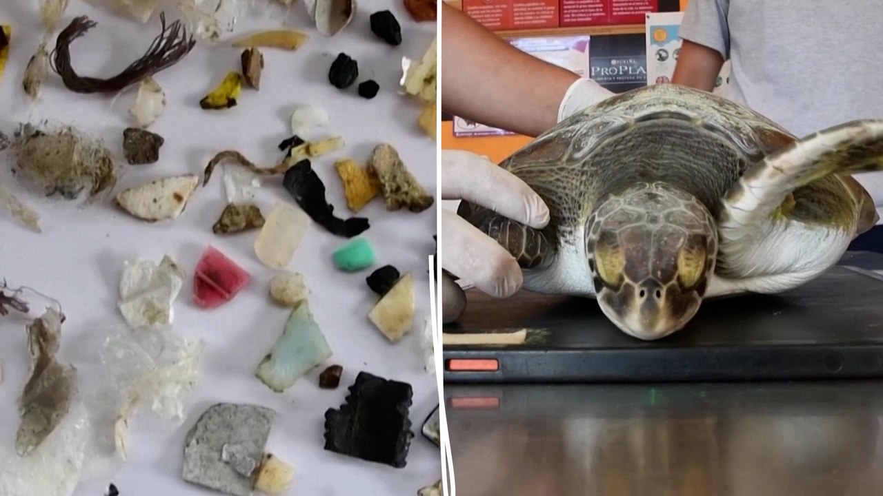 Argentine : des dizaines de morceaux de plastique retrouvés dans l’estomac de cette tortue