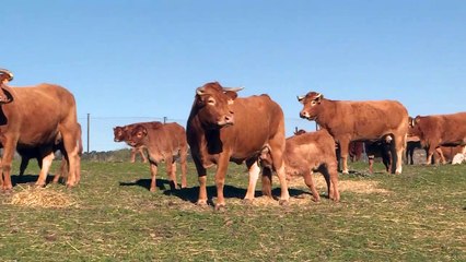 PSOE intenta cerrar la polémica sobre la carne, pero PP la mantiene