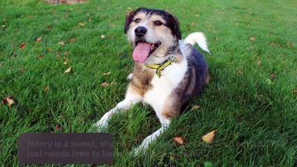 Give a Pet a Home (Jan 14 2022)