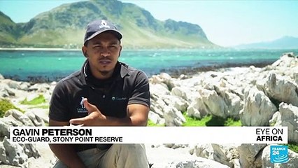South Africa: Clinic for penguins opens in Cape Town
