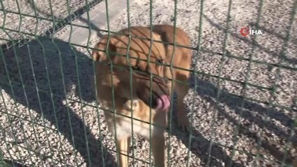 Hayvan barınakları sahipsiz köpekler ile doldu