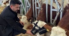 Des lunettes de réalité virtuelle pour les vaches, l'idée étonnante d'un fermier turc pour augmenter la productivité