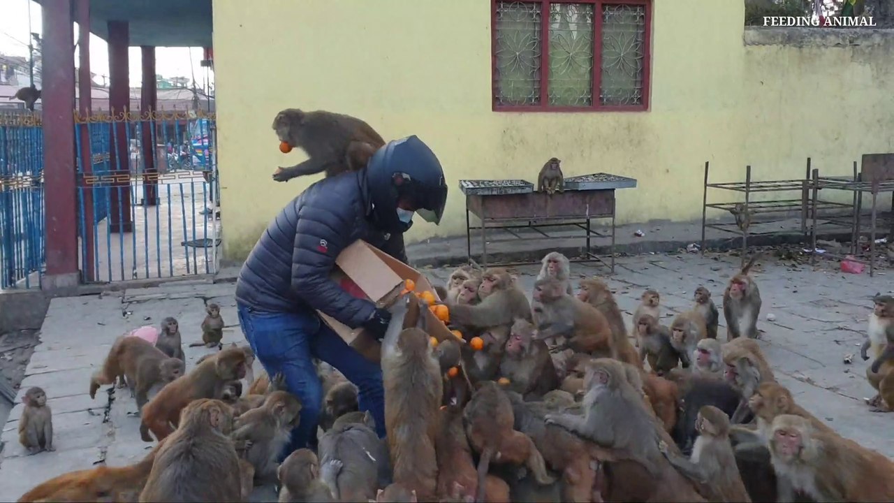 feeding orange to Monkey