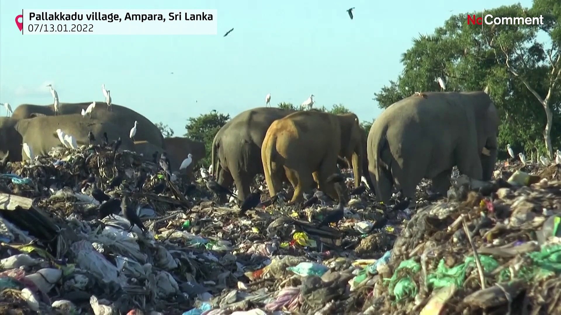 ⁣Sri Lanka: elephants feeding in garbage dumps