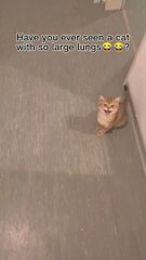 Have you ever seen a cat with so large lungs