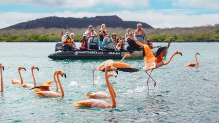 Snorkel With Playful Sea Lions, Swim on White-Sand Beaches, and Go Hiking in the Galapagos