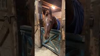 Horse Admits to Making Mess