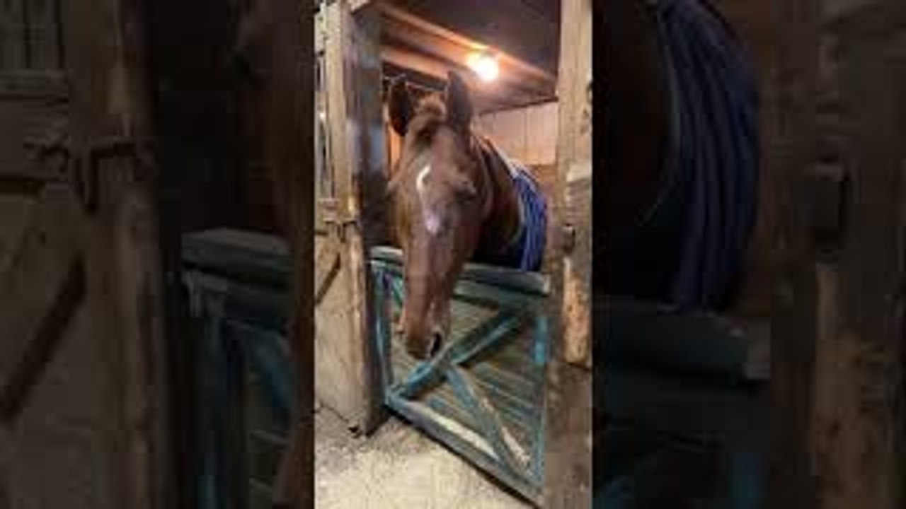 Horse Admits to Making Mess