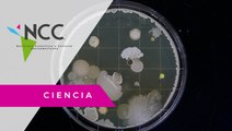 Un instituto en México enfoca sus investigaciones en el funcionamiento celular