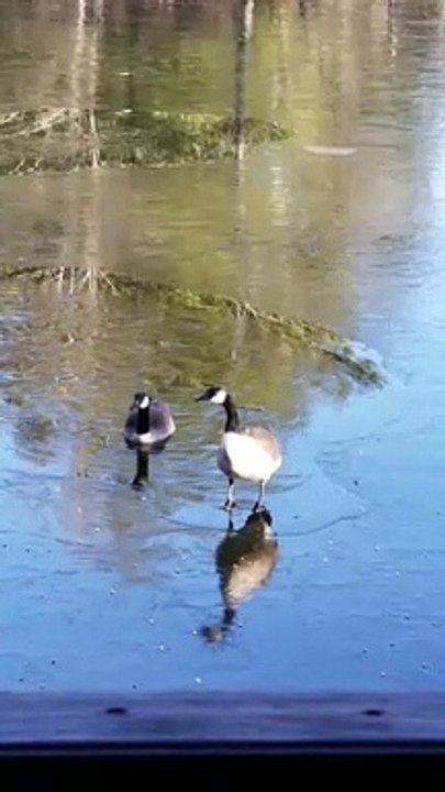 Goose Breaks Through Thin Ice