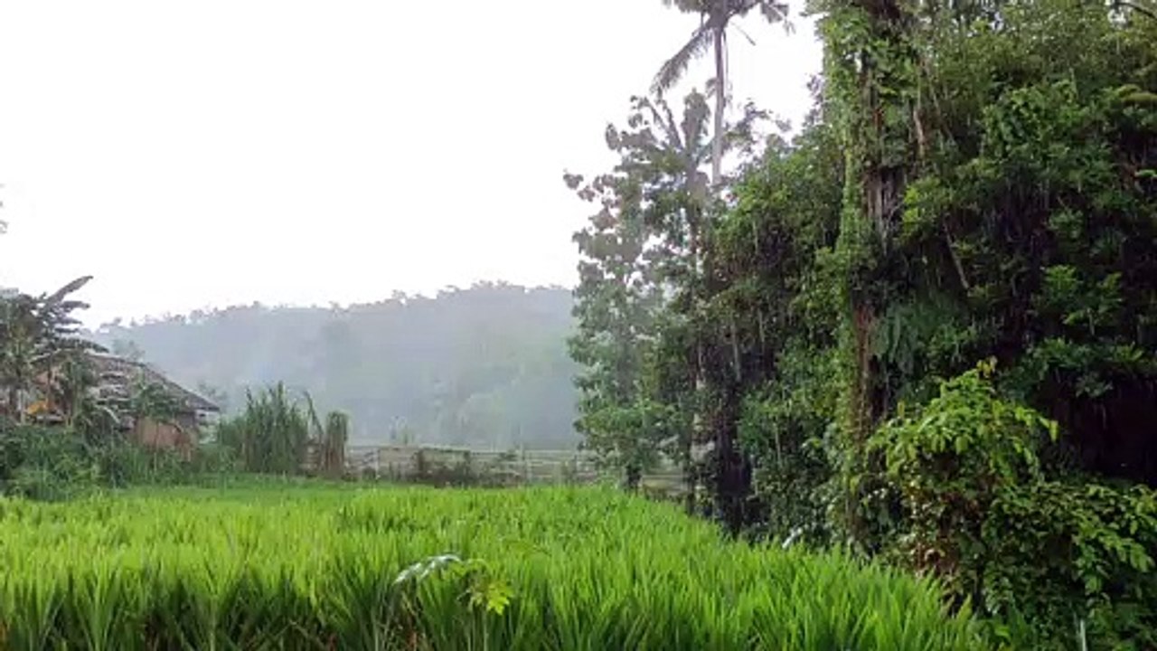 Hujan Di sawah