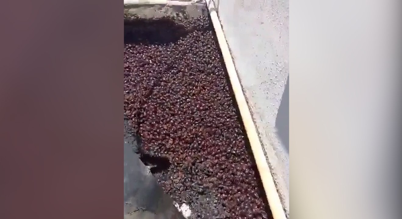 Argentine : des millions de scarabées envahissent les rues à cause d’une canicule historique