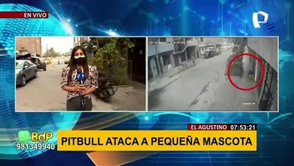 Perro pitbull ataca a una mascota pequeña: vecinos denuncian que no es la primera vez