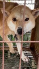 100+ Dogs Rescued From Meat Farm Arrive In Canada