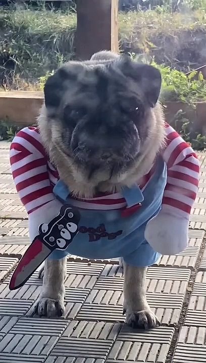 Pug in Spooky Costume Stares