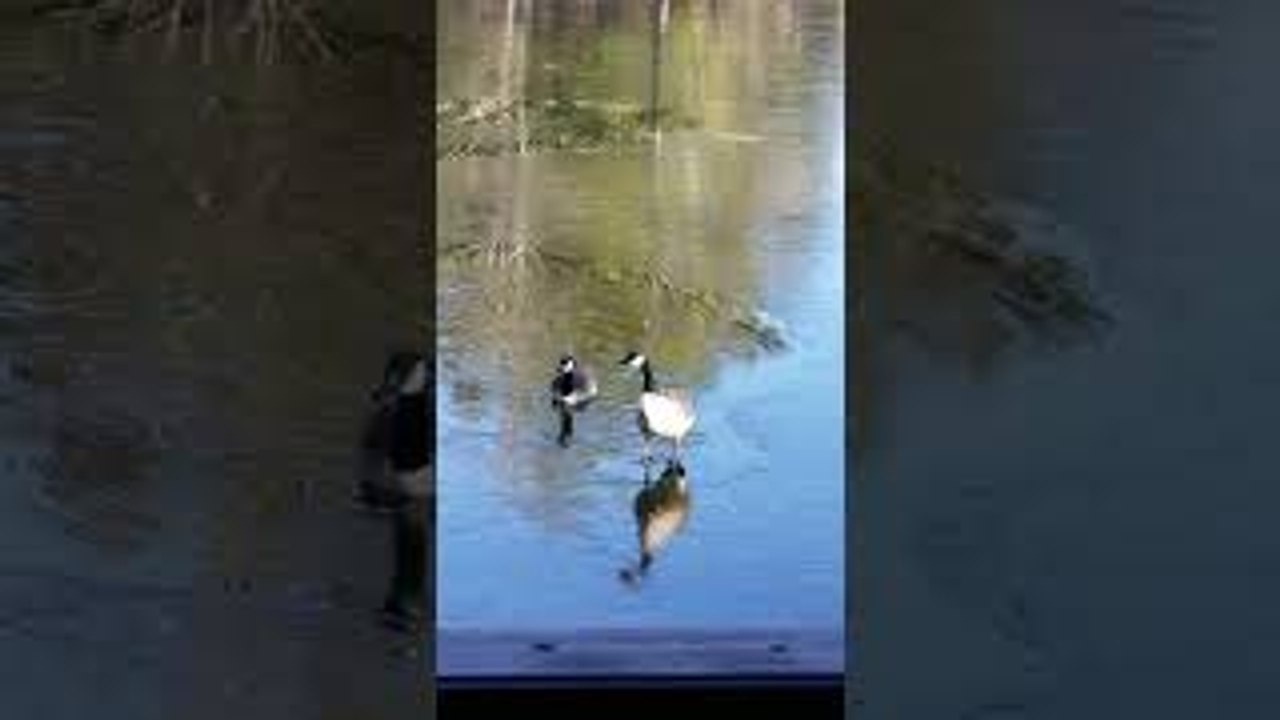 Goose Breaks Through Thin Ice