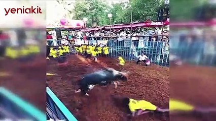 Hindistan’da kanlı boğa güreşi: 1 ölü 80 yaralı