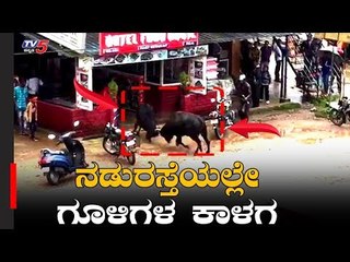 ನಡುರಸ್ತೆಯಲ್ಲಿ ಗೂಳಿಗಳ ಕಾಳಗ | Chikkamagaluru | TV5 Kannada