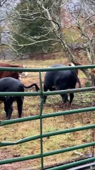 Cattle Herd in a Tizzy Over Egret Visit