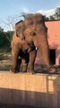 An Elephant Dancing on a Ledge - CUTE ELEPHANT HD VIDEO - PETS WORLD #TIKTOK #VIRAL