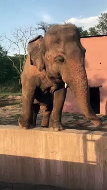 An Elephant Dancing on a Ledge - CUTE ELEPHANT HD VIDEO - PETS WORLD #TIKTOK #VIRAL