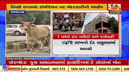 Politics heats up over menace of stray cattle in Ahmedabad _ TV9News