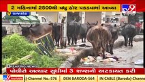 Stray cattle menace_ Opposition raises questions over RMC's work _ TV9News