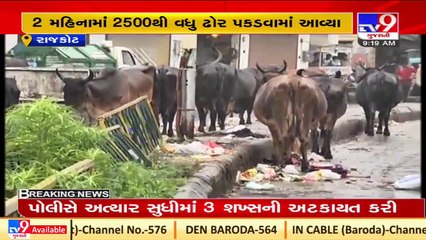 Stray cattle menace_ Opposition raises questions over RMC's work _ TV9News