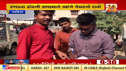 Authorities have caught 2,883 cattle in past 3 months, says Vadodara Mayor _ TV9News