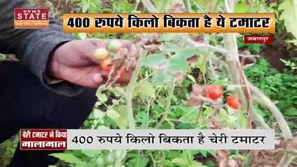 अंगूर के आकार का टमाटर, 400 रुपये किलो है इसकी कीमत, देखें जबलपुर में हो रही है खेती