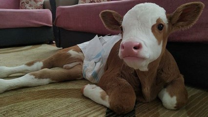 Erken doğan buzağıya anne şefketiyle bakıyorlar