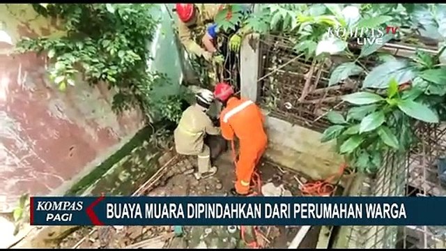 Buaya Muara Sepanjang 2,5 Meter di Evakuasi Damkar dari Perumahan Warga