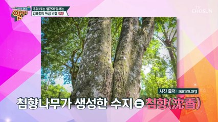 향의 다이아몬드 ❛침향❜으로 혈관 건강 해결하자 TV CHOSUN 20220116 방송