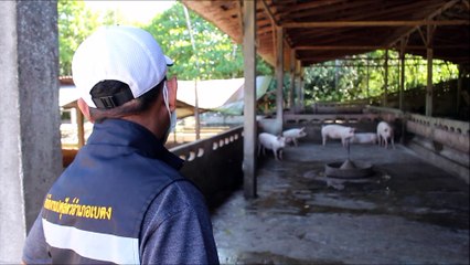 ปศุสัตว์อำเภอเบตงตรวจติดตามฟาร์มสุกรรายย่อย เฝ้าระวังการระบาดของโรค ASF