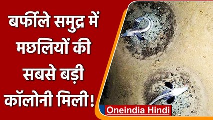 Ice Fish colony in Antarctica: अंटार्कटिका में मछलियों की सबसे बड़ी कॉलोनी मिली | वनइंडिया हिंदी