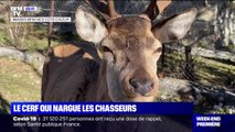 Alpes-Maritimes: un cerf sauvage a élu domicile près d'une cabane de chasse du village de Saint-Etienne-de-Tinée