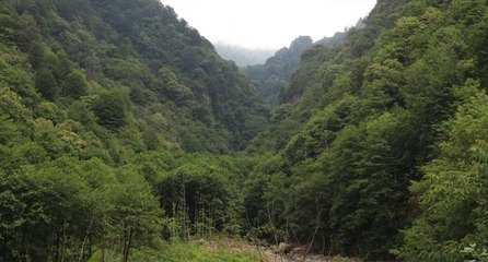 Tüm partiler birleşti: ‘Bal ormanı’ kurtuldu