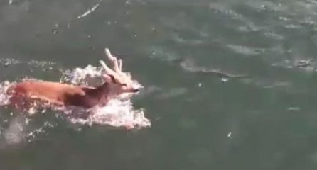 Baraj gölünde yüzen karaca görenleri şaşırttı