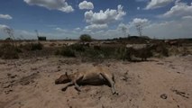 Cerca de 200 cabezas de ganado calcinado en el sur de Paraguay a causa de los incendios forestales