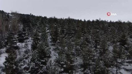 Başkan yaban hayvanlarını unutmadı, kendi eliyle doğaya yem bıraktı