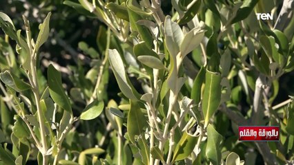 الديهي: محمية رأس محمد ثالث مكان أشعر فيه بالقدسية بعد الحرمين والقدس بعد التجلي الأعظم لسيدنا موسى