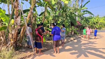 สุโขทัย ส่องเลขเด็ด “ปลีน้อย” หวังให้โชค