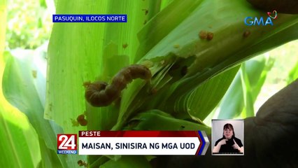Maisan, sinisira ng mga uod | 24 Oras Weekend